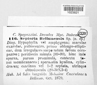 Septoria bellunensis image